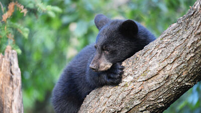 A black bear resting in a tree. (photo by Courtney Celley / USFWS)