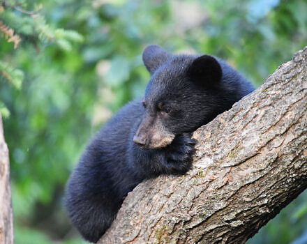 A black bear resting in a tree. (photo by Courtney Celley / USFWS)