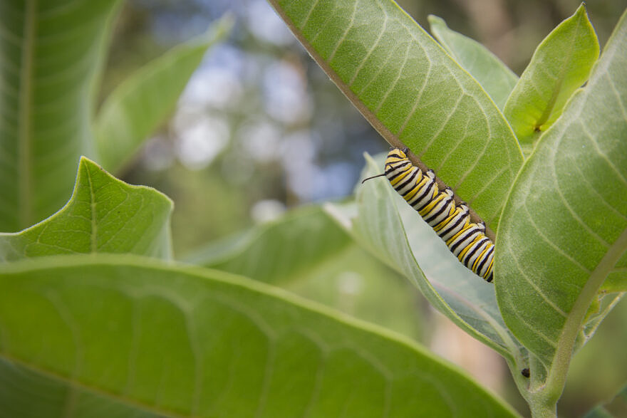 A monarch caterpillar feeding on milkweed. (photo by Brett Whaley via the Flickr Commons)
