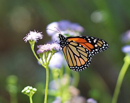 A monarch butterfly nectaring on a small purple flower. (photo by Renee Grayson via the Flickr Creative Commons)