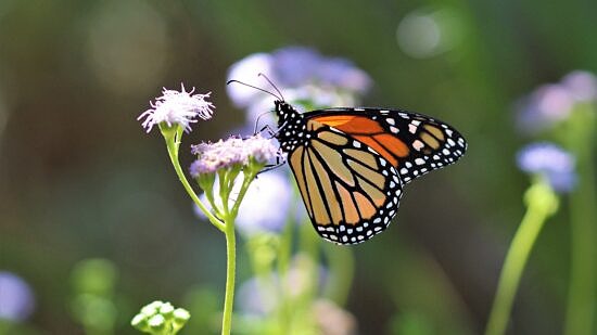 A monarch butterfly nectaring on a small purple flower. (photo by Renee Grayson via the Flickr Creative Commons)