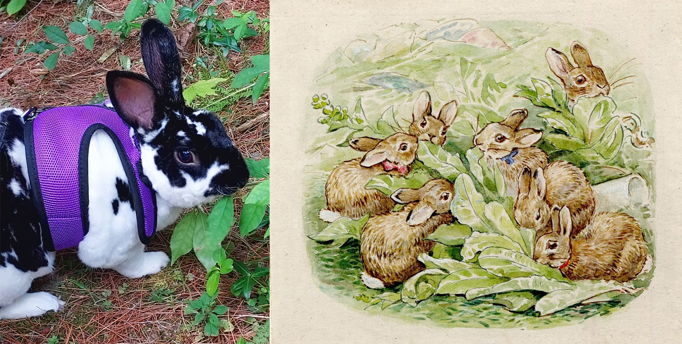 Snoopy the Rabbit (photo © Claudia Dery) and The Tale of The Flopsy Bunnies (photo © British Museum)