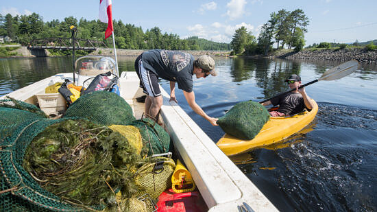 Volunteers load piles of invasive milfoil onto boats in the Adirondacks. (photo © Jake Sporn via the Flickr Commons)