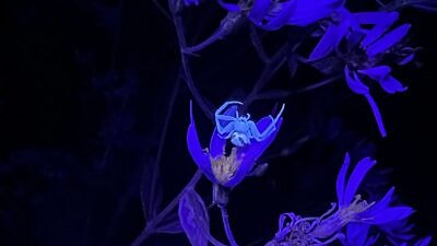 A crab spider glows under a black light. (photo © Brett Amy Thelen)