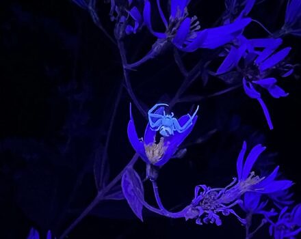 A crab spider glows under a black light. (photo © Brett Amy Thelen)