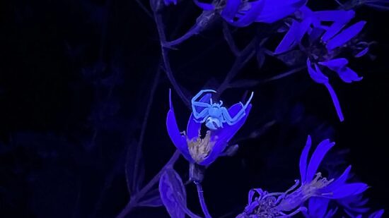 A crab spider glows under a black light. (photo © Brett Amy Thelen)
