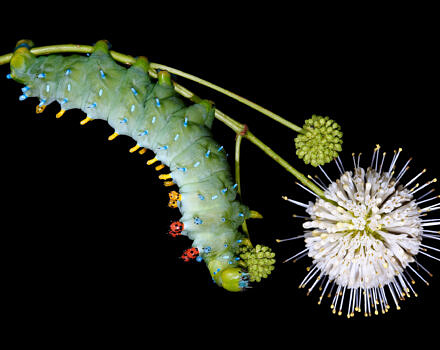 Caterpillar Cecropia Gravity (photo by Samuel Jaffe)