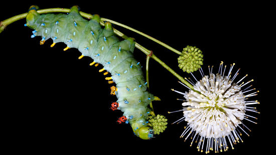 Caterpillar Cecropia Gravity (photo by Samuel Jaffe)