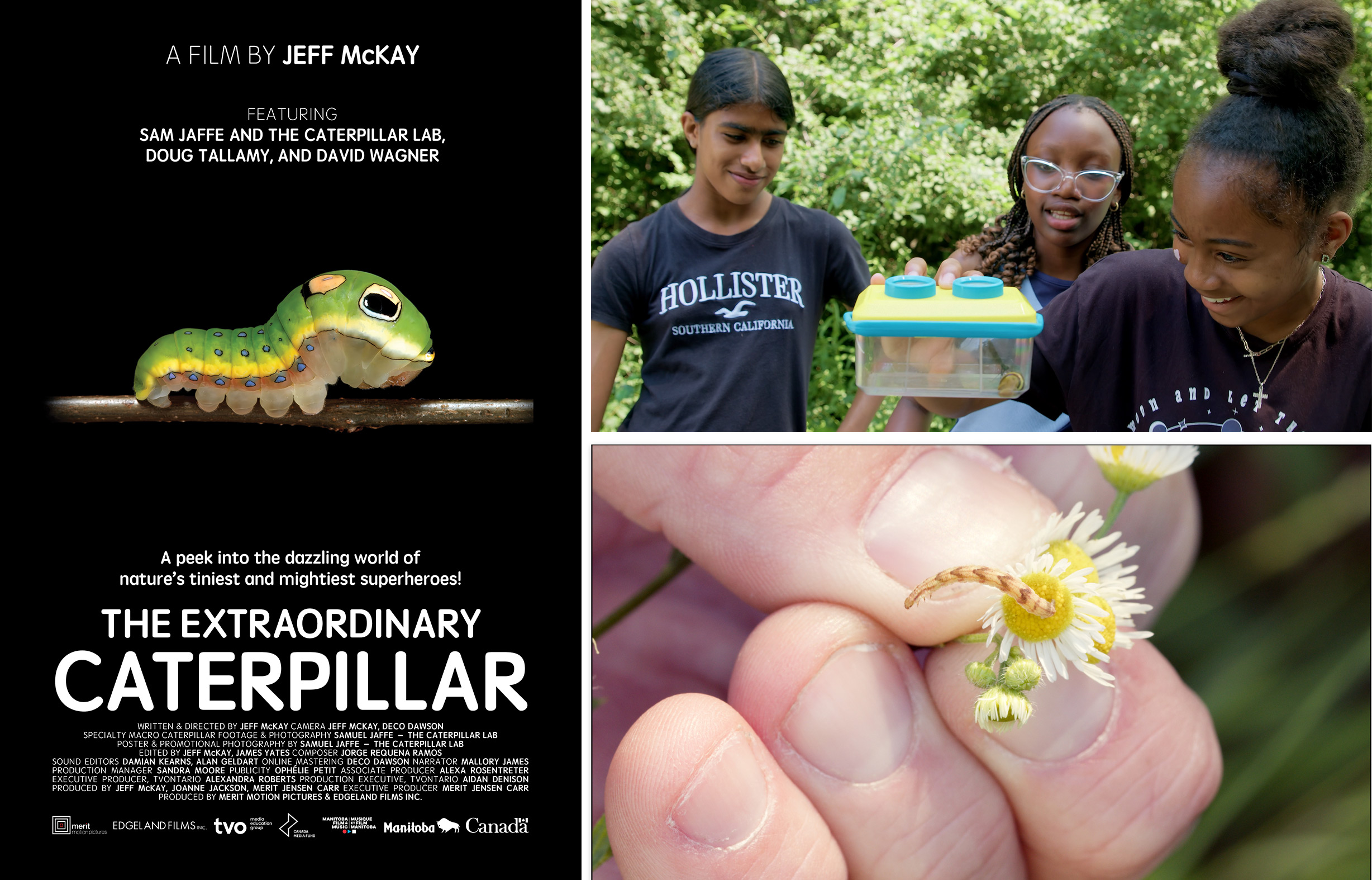 The poster and stills from The Extraordinary Caterpillar (photos courtesy Merit Motion Pictures)