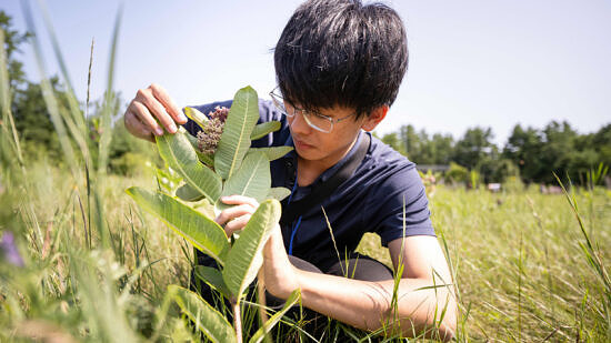 Studying milkweed during a Butterfly Survey (photo © Ben Conant)