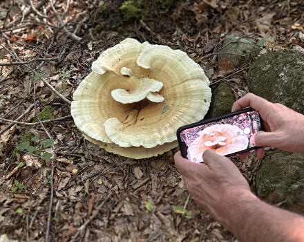 Photographing a Berkeley's polypore (photo © Michelle Aldredge)