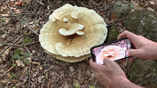 Photographing a Berkeley's polypore (photo © Michelle Aldredge)