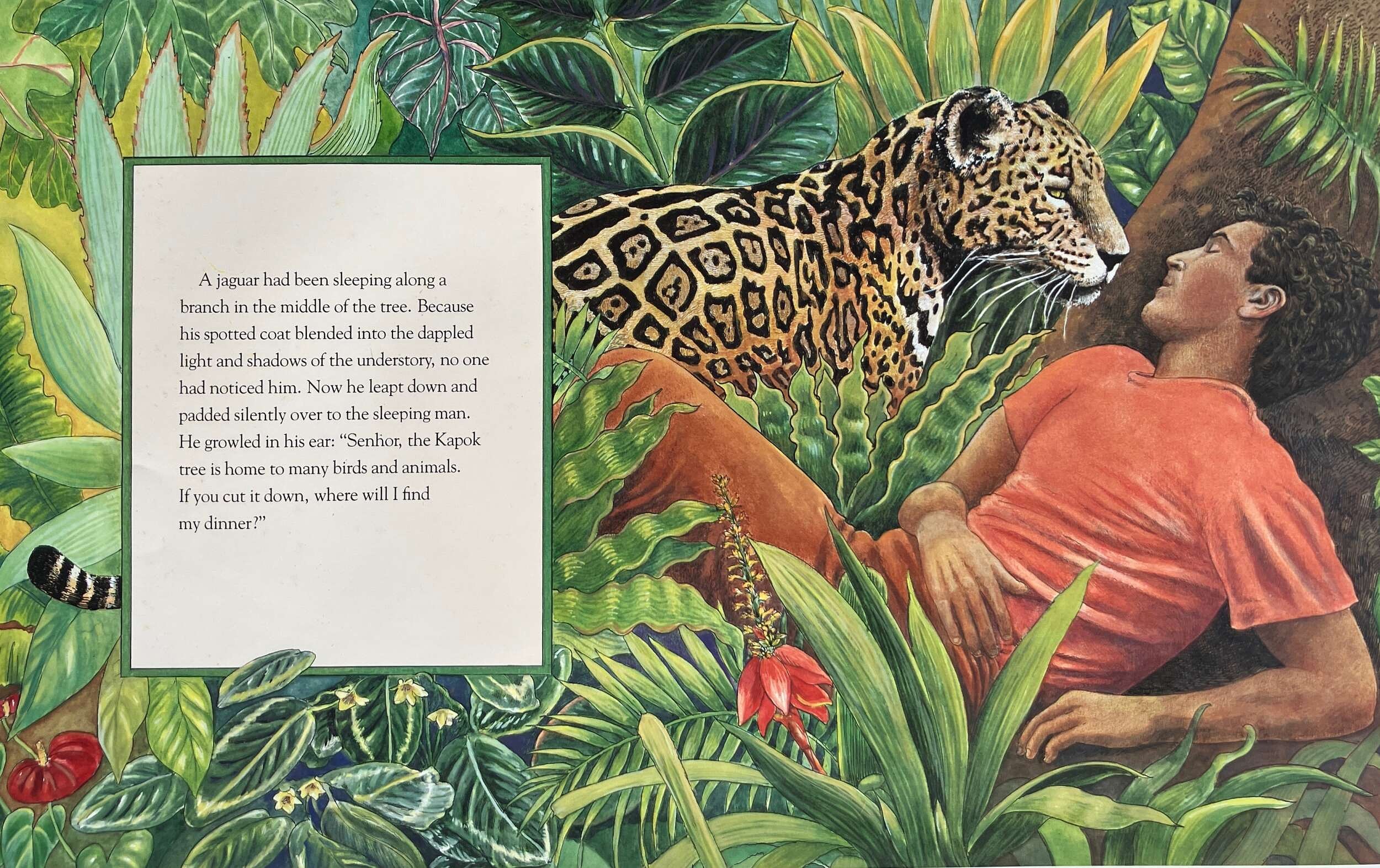 Great Kapok Tree by Lynne Cherry (illustration © Lynne Cherry)