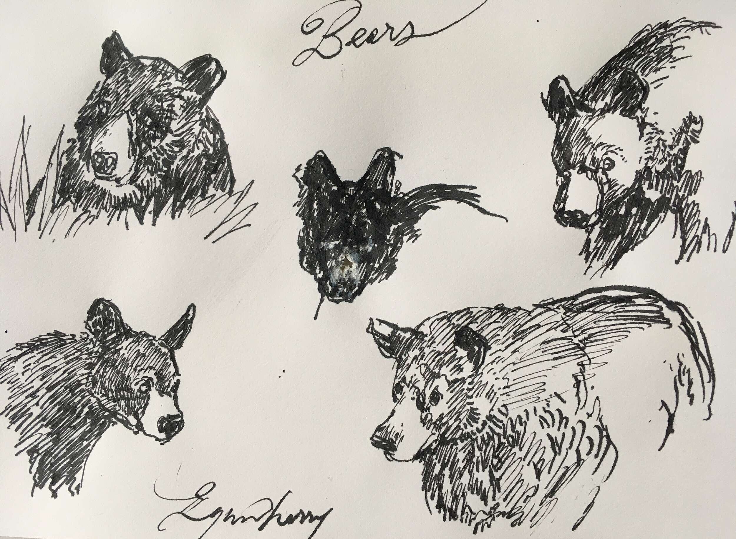 Bear sketches by Lynne Cherry