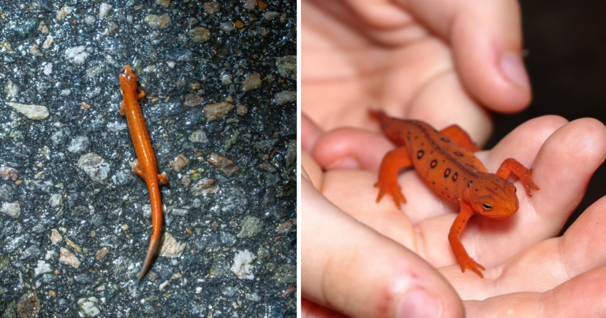 A side-by-side comparison of an erythristic (all-red) red-backed salamander and a red eft. (photos © Malachy Duggan and Dave Huth)