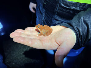 A female wood frog sitting in a person's hand. (photo © Brett Amy Thelen) 