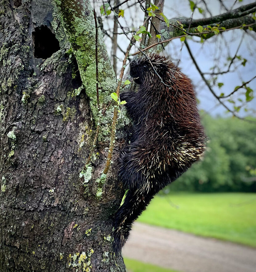 A porcupine climbing an apple tree (photo © Michelle Aldredge)