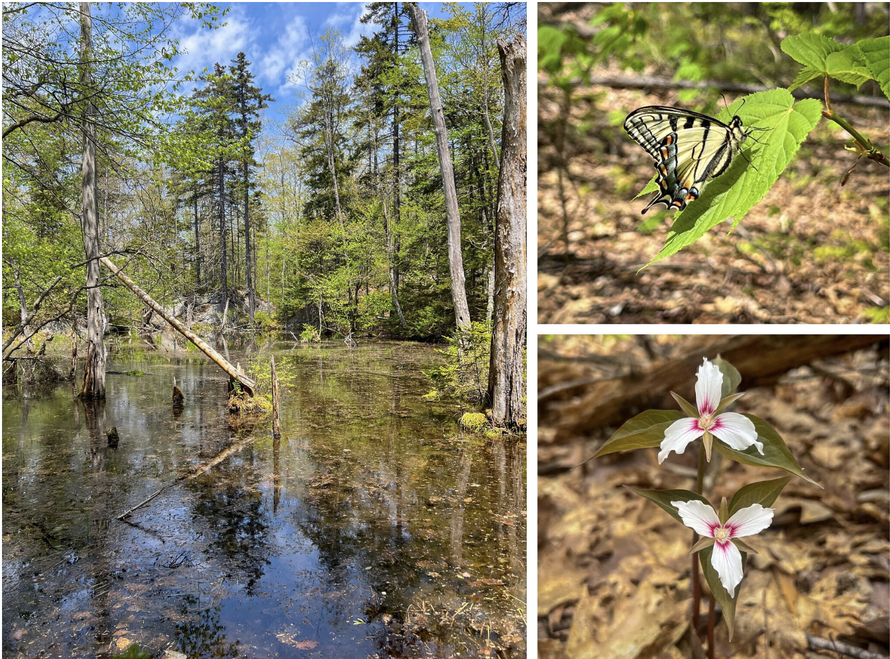 The Nelson Highlands property includes high-elevation vernal pools, wetlands, and extensive wildlife habitat. (photos © Brett Amy Thelen)