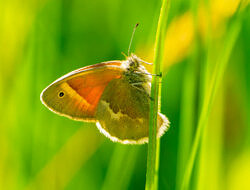 A common ringlet butterfly clinging to a stem of grass.