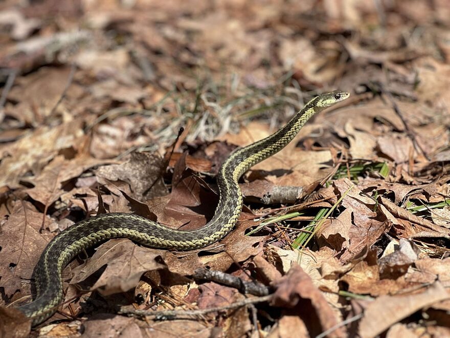According to Homegrown National Park, leaving leaves where they fall is “the gold standard for biodiversity,” enriching soil and offering overwintering habitat for bumblebees, fireflies, butterflies, salamanders, and more. Songbirds and snakes — like the harmless garter snake seen here — also forage for caterpillars, slugs, and snails in leaf litter, so leaving leaves can provide natural pest control for your yard and garden. (Photo © Brett Amy Thelen)