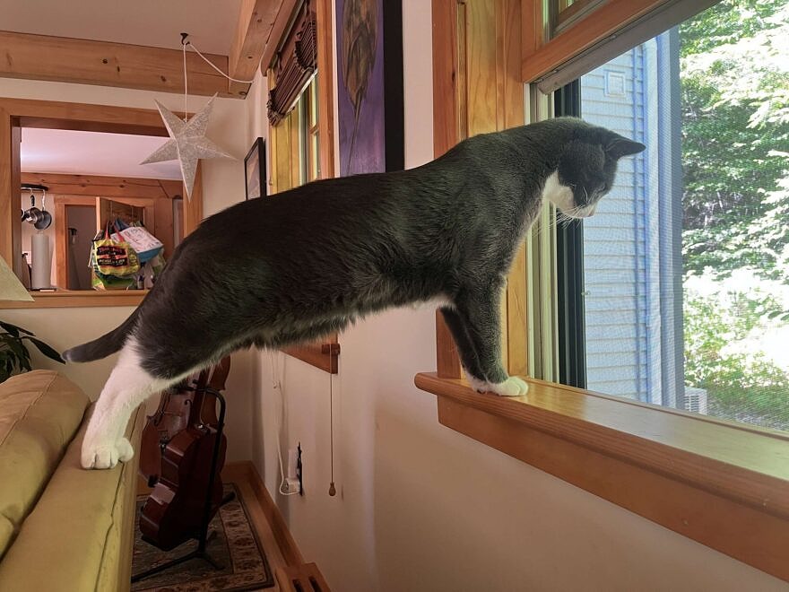 Arthur monitors outdoor activity from the safety of the couch.