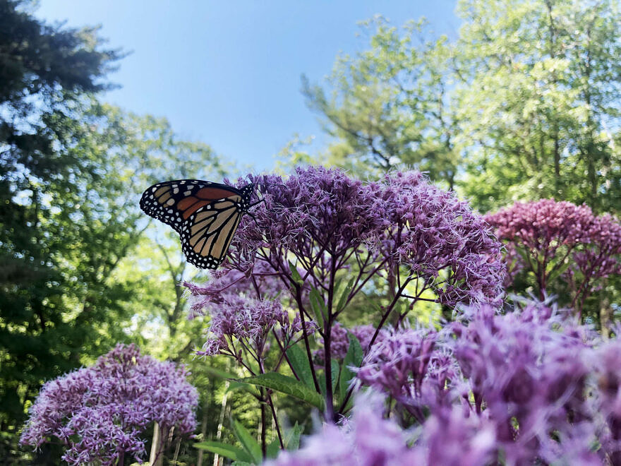 Joe-Pye Weed is a high-impact native plant, beloved by many pollinators — including Monarch butterflies in search of nectar, as seen here in the Harris Center’s pollinator garden. (Photo © Brett Amy Thelen)