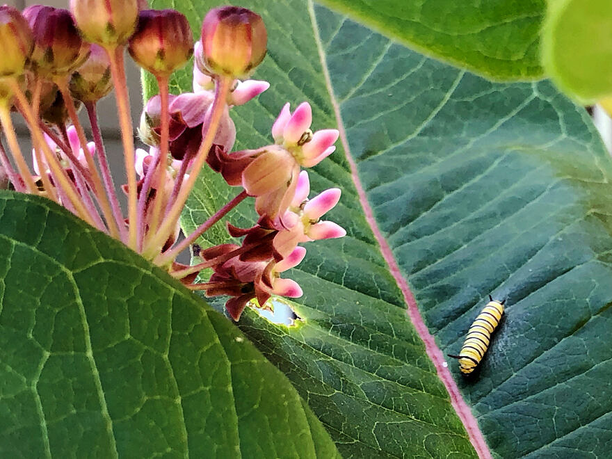 Monarch Caterpillar on Milkweed at the Harris Center. (photo © Brett Amy Thelen)