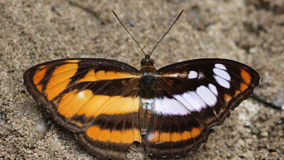 Gynandromorph_of_Athyma_inara_Westwood_Butterfly_Atanu-Bose-Photography-via-Wikimedia