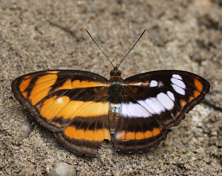Gynandromorph_of_Athyma_inara_Westwood_Butterfly_Atanu-Bose-Photography-via-Wikimedia