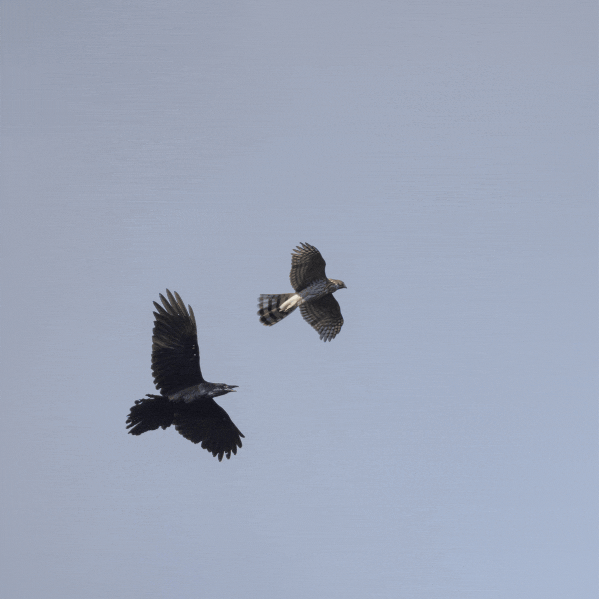An aerobatic tussle between a Raven and a Cooper's Hawk (photos © Chuck Carlson)