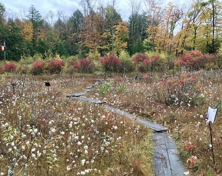 Distant Hill bog garden (photo © Distant Hill via iNaturalist)
