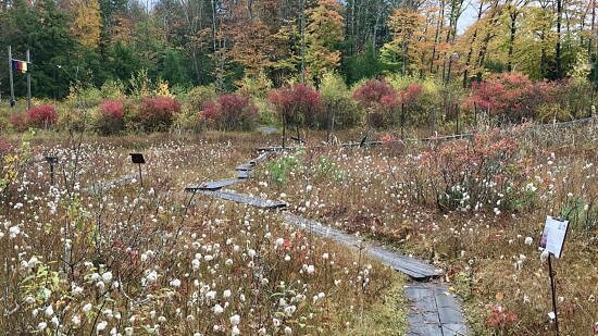 Distant Hill bog garden (photo © Distant Hill via iNaturalist)