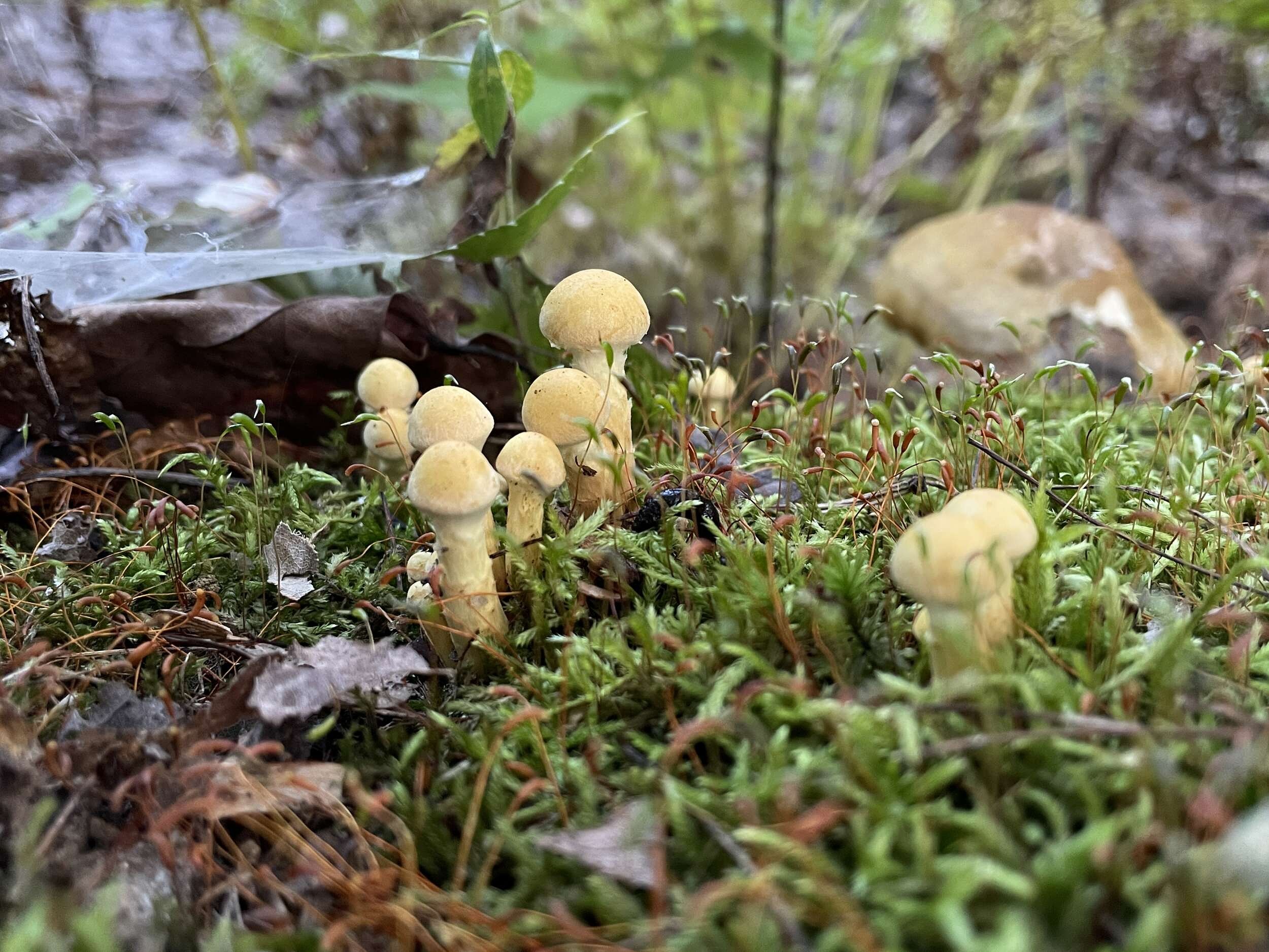 September mushrooms growing in moss (photo © Michelle Aldredge)