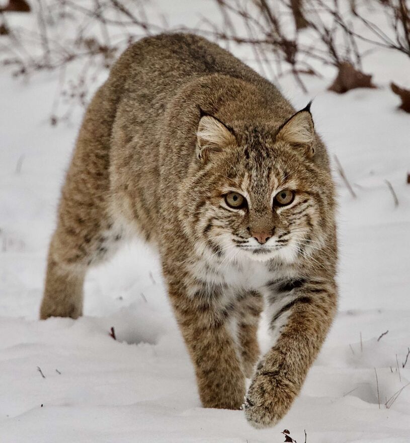A bobcat in the snow (photo © Andy Greenwood)