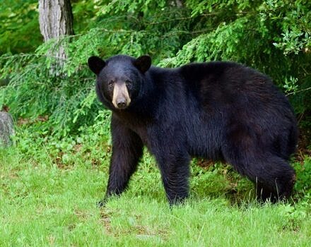 Black bear at the edge of the woods (photo © Andy Greenwood)