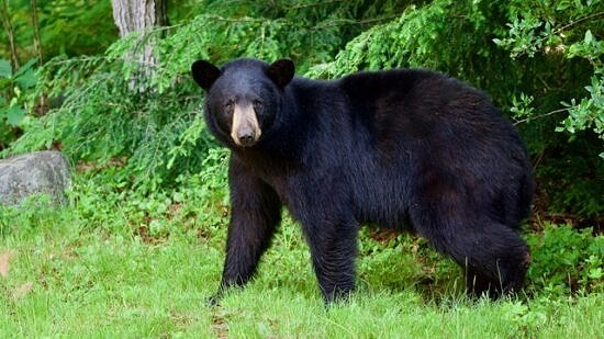 Black bear at the edge of the woods (photo © Andy Greenwood)