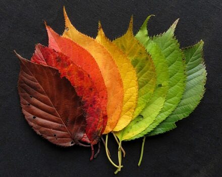 Autumn leaves arranged as a rainbow (photo © Rawpixel)