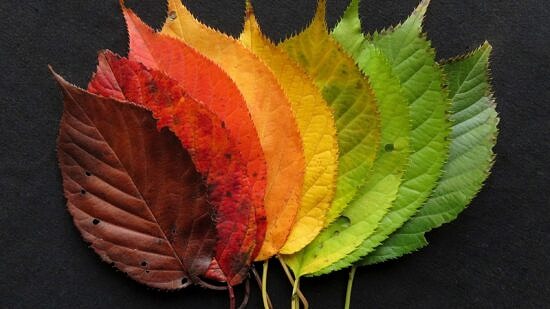 Autumn leaves arranged as a rainbow (photo © Rawpixel)