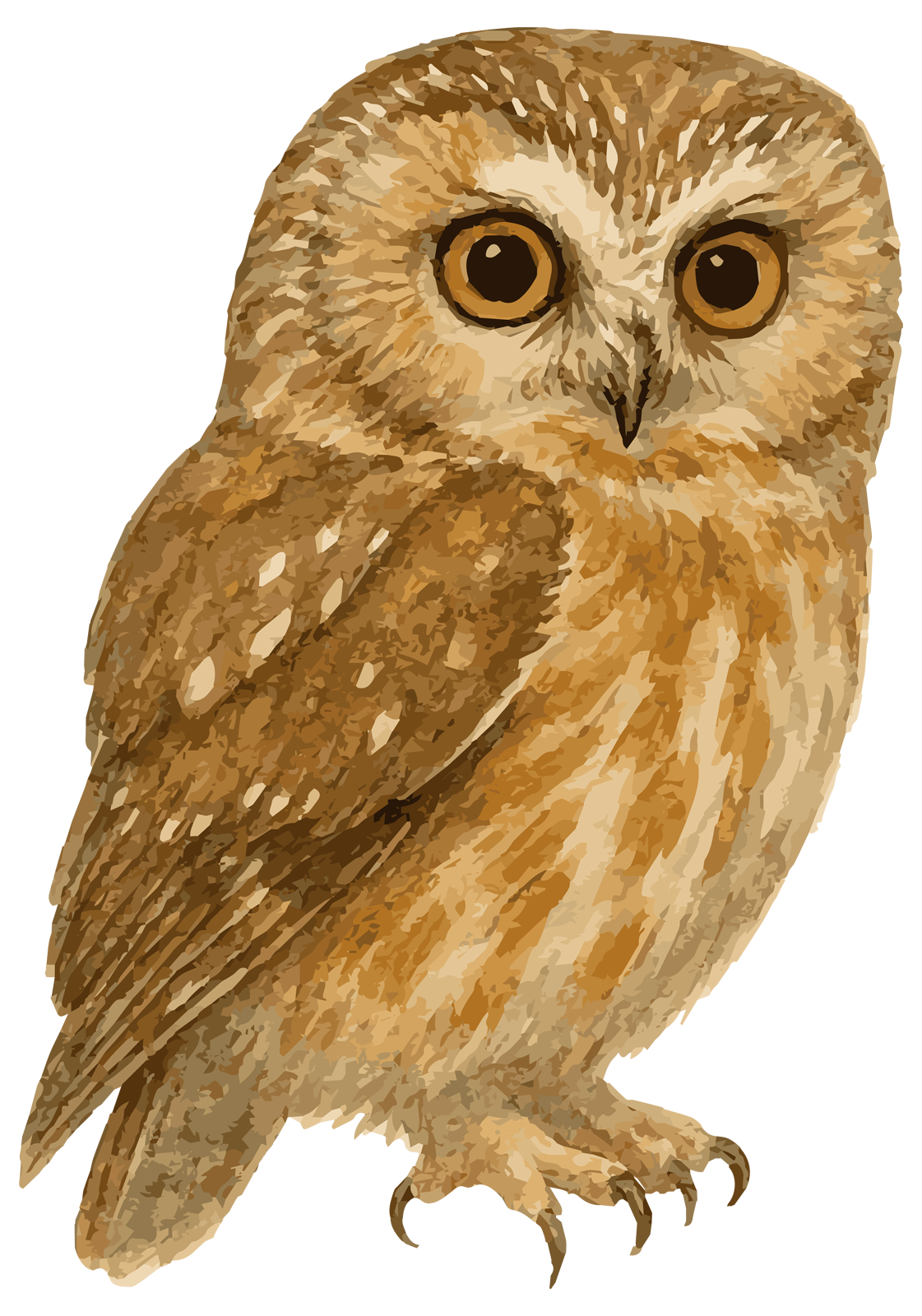 A drawing of a Saw-whet Owl (photo © Mantella via Adobe)