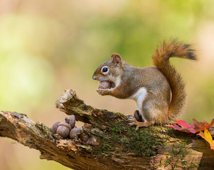 A red squirrel with an acorn in autumn (photo © Mircea Costina)