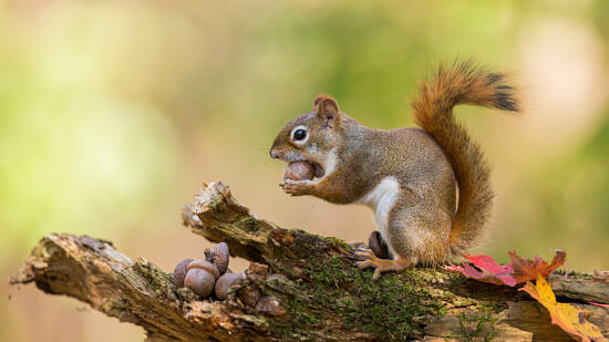 A red squirrel with an acorn in autumn (photo © Mircea Costina)