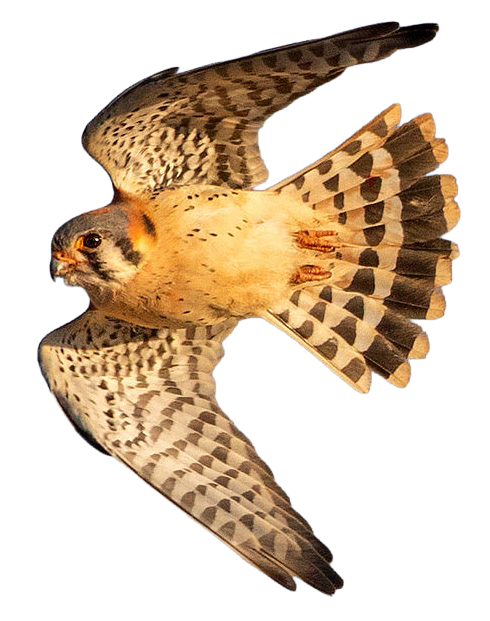 An American Kestrel in flight (photo © Josh Haas)