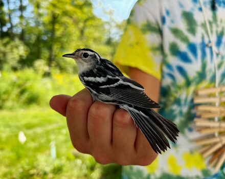 A Black-and-White Warbler in hand at a bird banding station. (photo © Brett Amy Thelen)