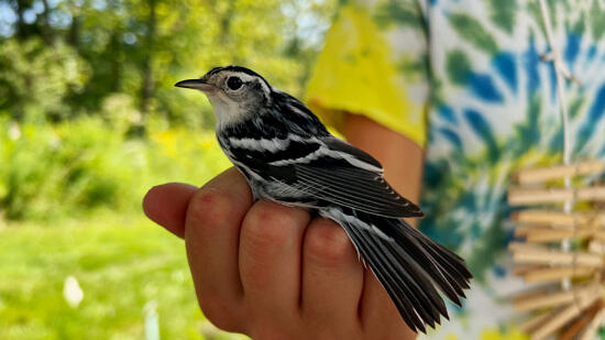 A Black-and-White Warbler in hand at a bird banding station. (photo © Brett Amy Thelen)
