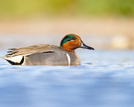A green-winged teal sitting on the water. (photo © Mick Thompson via the Flickr Creative Commons)