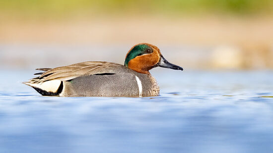A green-winged teal sitting on the water. (photo © Mick Thompson via the Flickr Creative Commons)