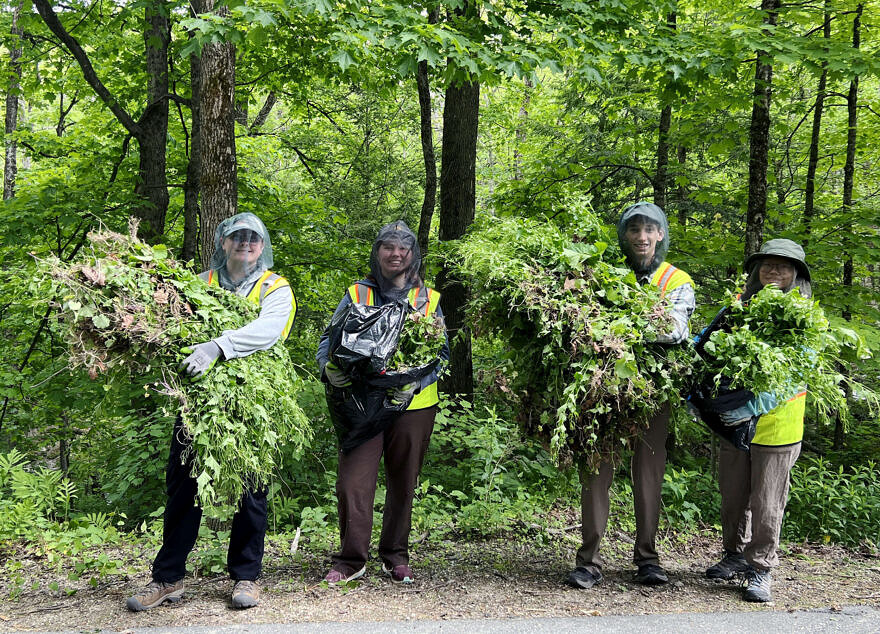 KSC interns pulled invasive garlic mustard during their summer 2026 intership at the Harris Center. (photo © Brett Thelen)