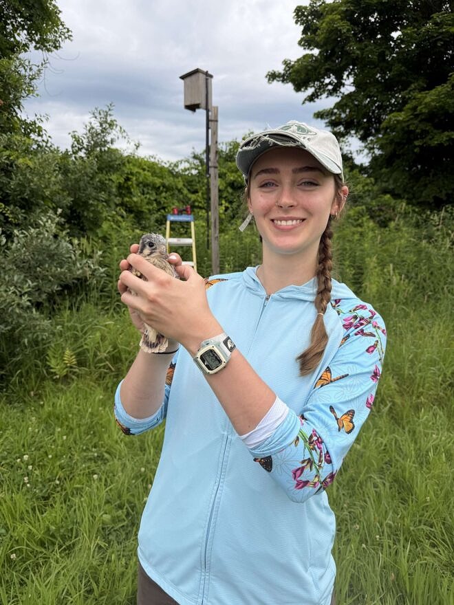 Addie Perry holds a kestrel chick as part of the Harris Center's American Kestrel Research project. (photo © Phil Brown)