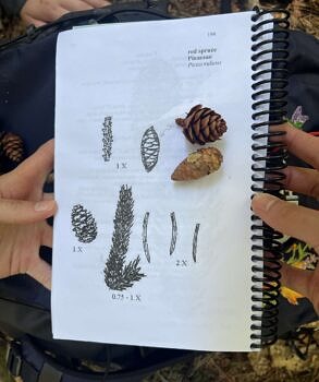 The interns examine spruce cones during forest inventory efforts. (photo © Brett Amy Thelen)