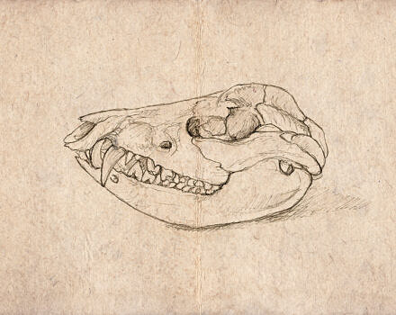 An animal skull drawing by Matt Patterson